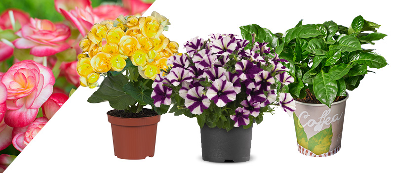 Bloemen en planten