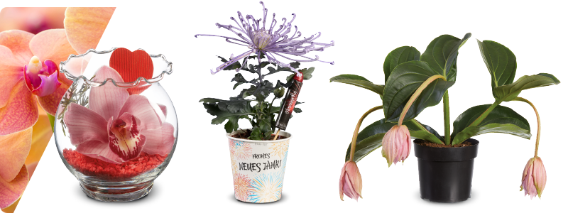 De mooiste bloemen en planten