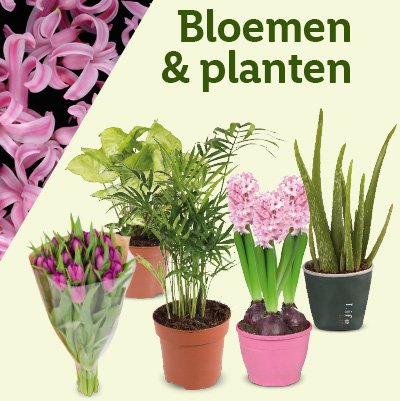 Bloemen en planten
