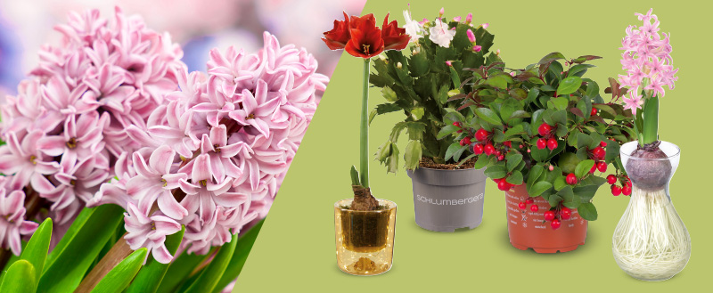 Bloemen en planten