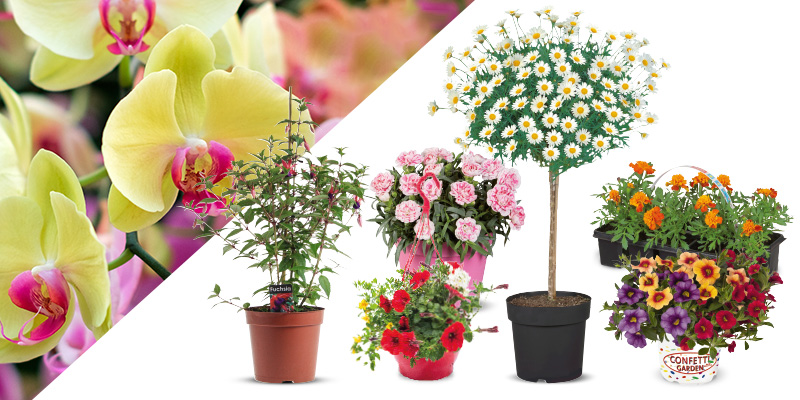 Fleur je huis of tuin op met bloemen en planten