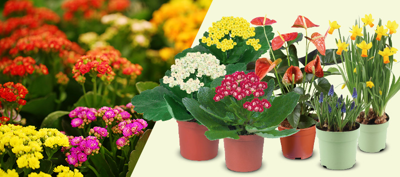 Bloemen en planten