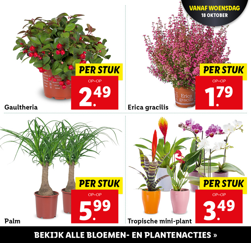 Bloemen en planten