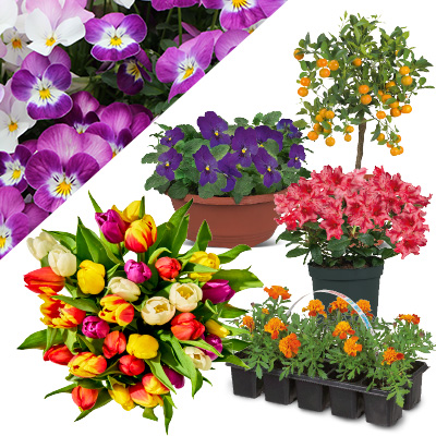 Bekijk alle bloemen en planten