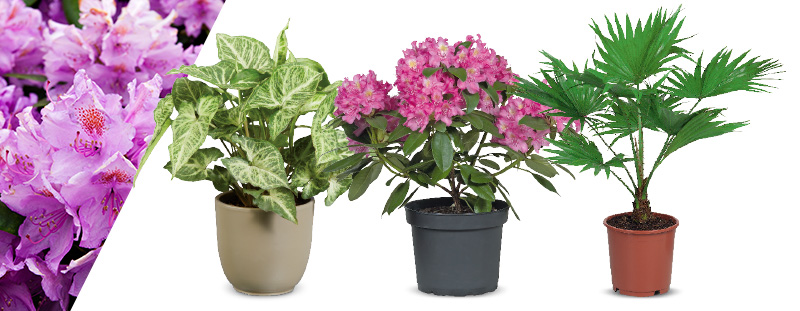 Een fleurige plant