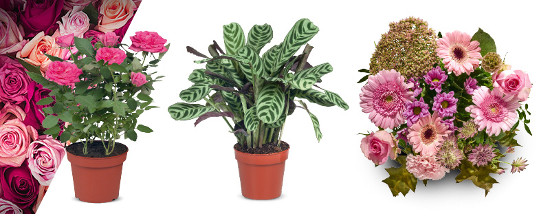 Bloemen & planten