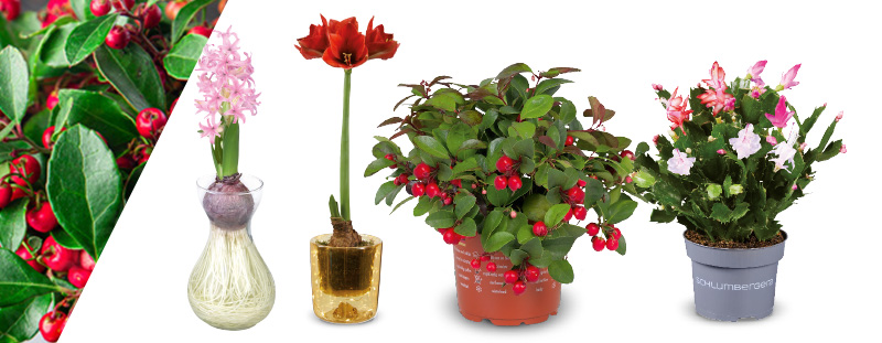 Bloemen & planten