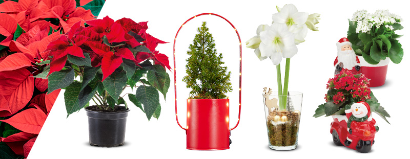 Bloemen & planten