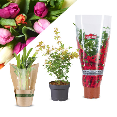 Bloemen en planten