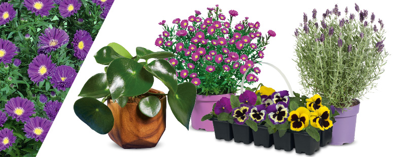 Bloemen en planten