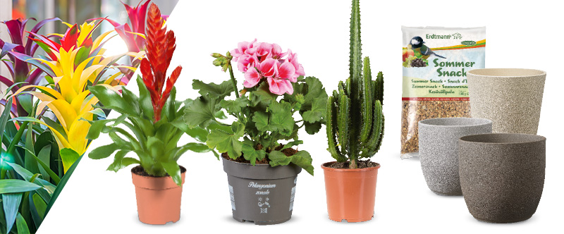 Bloemen en planten