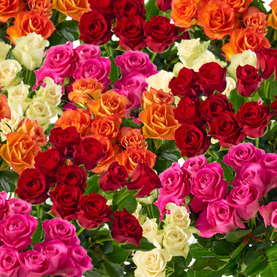 Rozen voor Moederdag