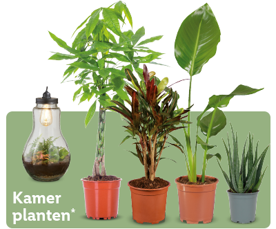 Verschillende kamerplanten*