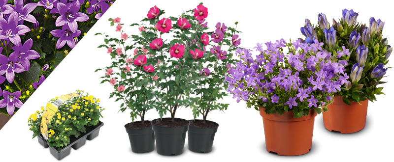 Acties bloemen en planten