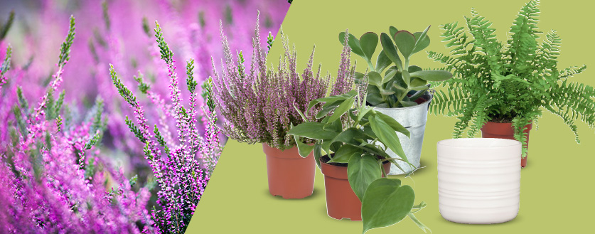 Bloemen en planten