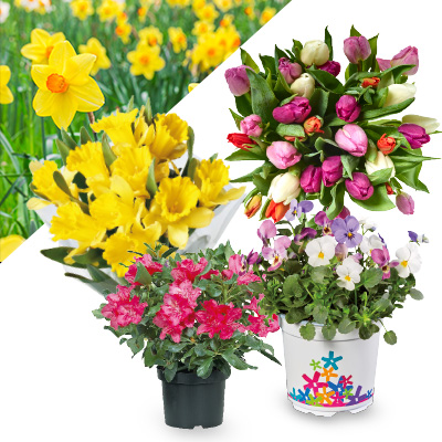 Bekijk alle bloemen en planten