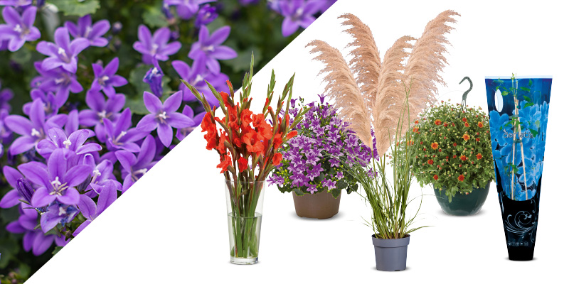 Acties bloemen en planten