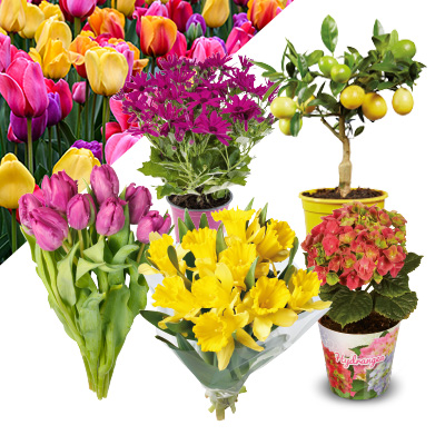 Bekijk alle bloemen en planten