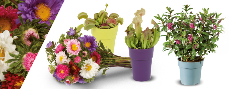 Bloemen en planten