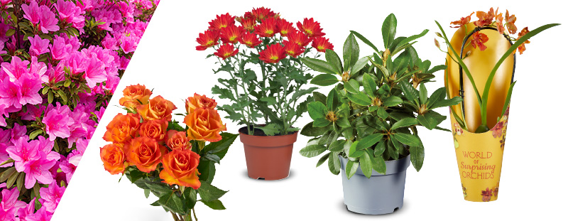 Bloemen en planten