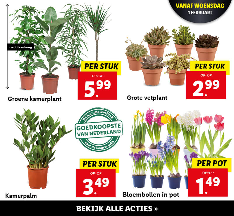 Bloemen en planten