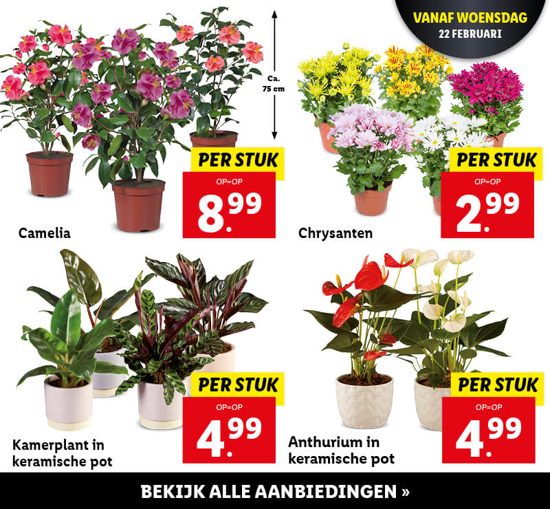 Bloemen en planten